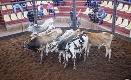 Associação dos Criadores de Bovinos define calendário de eventos para 2023