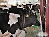 5ª Expo São João vai destacar o potencial do gado leiteiro do município