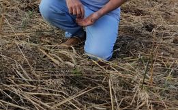 Conectando ao Agro fala sobre a análise do solo; ouça a entrevista