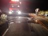 Carro colide em animal na SC-480, motorista fica ferido e boi morto