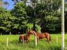 Cavalgada da Integração passa por São José do Cedro