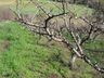 Poucos dias de frio prejudicam a produção de frutas