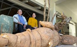 Pé de mandioca gigante de 112 kg levou 4 horas para ser colhido em SC