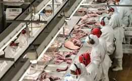 Com exportação para o Canadá, setor de carne suína de SC espera minimizar crise