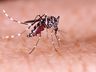 São Miguel do Oeste volta a registrar  caso de dengue após quatro meses