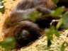 Dive-SC confirma primeiro caso de febre amarela em macaco em 2020
