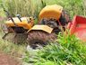 Agricultor morre após sofrer acidente com trator em São Carlos