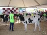Julgamento de bovinos marca penúltimo dia da 10ª FAIC, em Iporã do Oeste