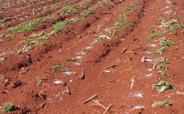 Clima prejudica desenvolvimento da plantação de tabaco na região Oeste catarinense