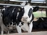 Estado tem novas regras para entrada de bovinos e búfalos 