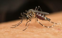 Casos de dengue crescem em SC com chegada do verão, mas vacinação ainda enfrenta desafios