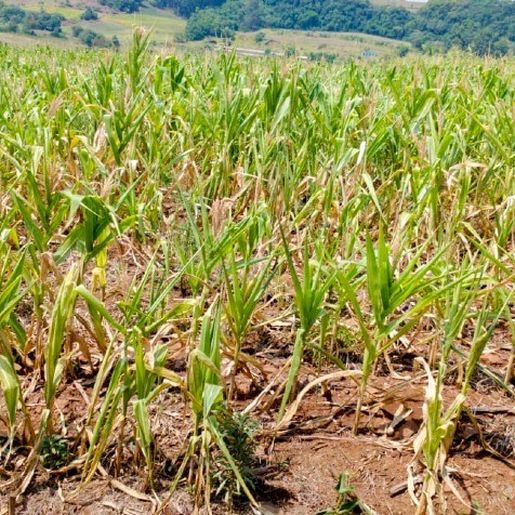 Fetraf e Fetaesc cobram mais recursos do Estado para atingidos pela seca