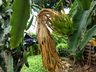 Morador de SJCedro investe no cultivo de pitaya