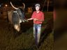 Dono recupera boi de estimação que havia sido furtado: 'Quase vira churrasco'