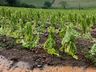 Itapiranga vai decretar situação de emergência em virtude de perdas na agricultura