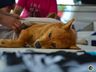 Mutirão de castração em Paraíso atende mais de 160 animais