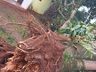 Temporal provoca destelhamentos em cerca de 100 casas em São Miguel do Oeste, diz Defesa Civil