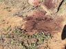 Bezerro é encontrado abatido no interior de São João do Oeste