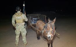 Carroça com 300 quilos de maconha é apreendida junto com burro de carga