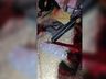 PRF flagra motorista armado e com munição de guerra em Maravilha 