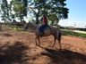 VÍDEO: Relação entre humanos e cavalos traz benefícios para o corpo e mente 