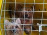 Polícia Militar fecha cativeiro de cães em situação de maus-tratos em SC