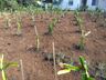 Estiagem do ano passado atrasou a produção de pitayas na região