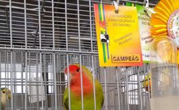 Associação Ornitológica de Iporã do Oeste irá participar da Copa Brasil de Ornitologia 