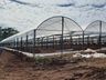Empreendedor aposta na produção de hortifrutis no interior de Mondaí
