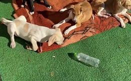Ong Amigo Bicho anuncia superlotação e suspende recolha de animais
