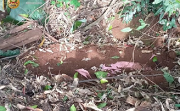 Suspeito de homicídio brutal em Palmitos é preso pela Polícia Civil em Riqueza