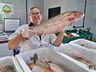 Feira do Peixe acontece nesta quarta e quinta-feira em SMO