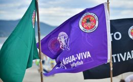 Casos de queimaduras por água-viva aumentam quase 90% em praias de SC