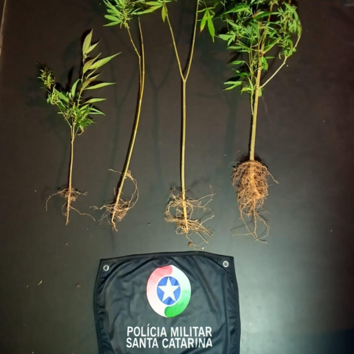 Polícia encontra quatro pés de maconha em bairro de São Miguel do Oeste