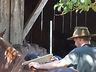 Grupo de criadores de Cavalo Campeiro realizam encontro em Tunápolis 