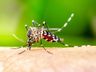 Santa Catarina recebe a primeira remessa de vacinas contra a dengue