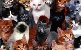 Protetora de gatos recebe indenização de R$ 120 mil
