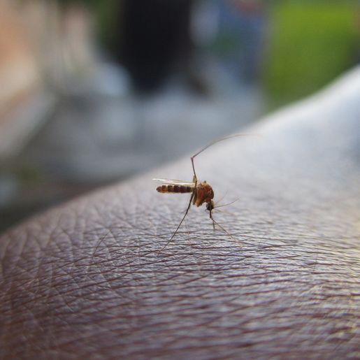 SC recebe R$ 1 milhão do governo federal para combate à dengue