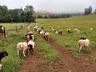 Propriedade da Linha Santo Antônio de SJCedro aposta na criação de ovelhas