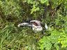 Motociclista é encontrado cinco horas depois de sofrer acidente na BR-282
