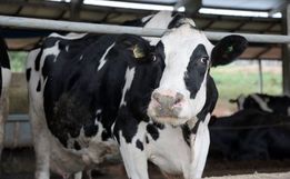 Estado tem novas regras para entrada de bovinos e búfalos 