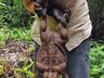 Guardas florestais se impressionam com sapo gigante de 2,7 kg