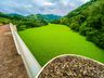 ALFACE D'ÁGUA: análise aponta alterações na água do Rio das Flores