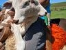 Bezerra com duas cabeças nasce em propriedade rural de Belmonte