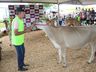 Julgamento de bovinos marca penúltimo dia da 10ª FAIC, em Iporã do Oeste