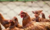 “China suspende compra de frango brasileiro”, diz Fávaro à CNN