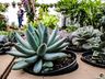 Central Flor, Floricultura e Paisagismo inaugura em São Miguel do Oeste