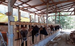 Itapiranga registra queda nos casos de Brucelose e Tuberculose