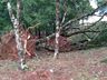 Chuva acompanhada de vento derruba árvores