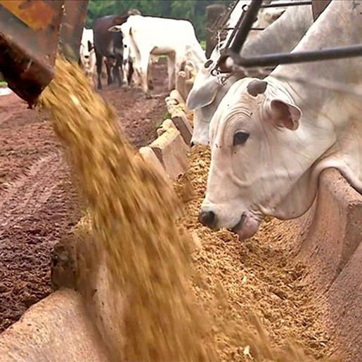 Epagri realiza a primeira etapa do curso de gado de corte neste mês